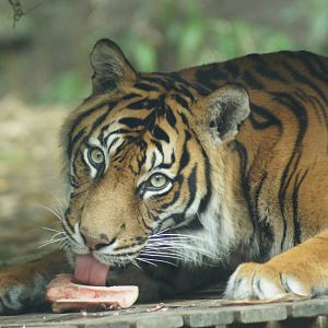 Sumatran Tiger Male 'Satu'