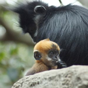 Francois Langurs 'Meili' and 'Tam Dao'