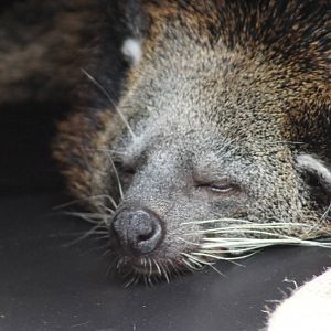 Binturong