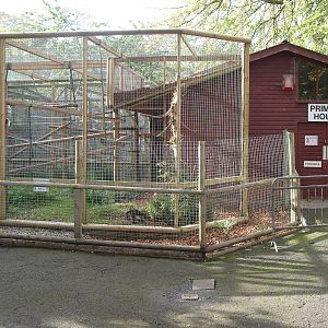 Buffy Headed Capuchin Quaratine Enlosure