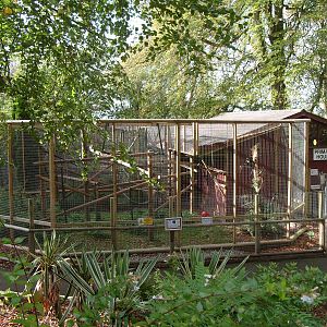 Buffy Headed Capuchin Enclosure