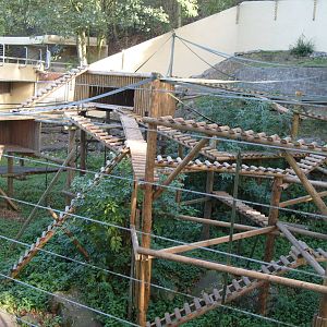 Gelada Baboon Enclosure
