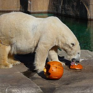 polar bear milwaukee zoo halloween 2011