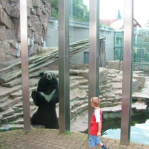 Asian Black Bear Exhibit at Halle, 04/09/11