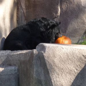 asian black bear milwaukee zoo halloween 2011