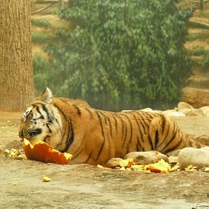 amur tiger milwaukee zoo halloween 2011