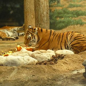amur tigers milwaukee zoo halloween 2011