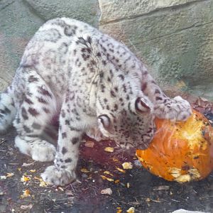 snow leopard milwaukee zoo halloween 2011