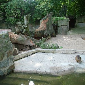 Coypu Exhibit at Halle, 04/09/11