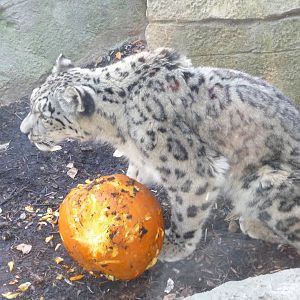 snow leopard milwaukee zoo halloween 2011