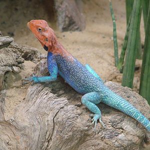 Red-headed Agama at Halle, 04/09/11