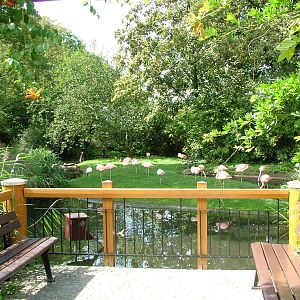Flamingo Viewing at Halle, 04/09/11