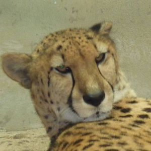 cheetah milwaukee zoo halloween 2011