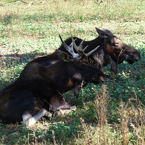 moose milwaukee zoo halloween 2011