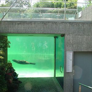 Fur Seal Exhibit at Halle, 04/09/11