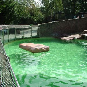 Fur Seal Exhibit at Halle, 04/09/11