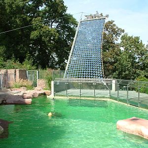 Fur Seal Exhibit at Halle, 04/09/11