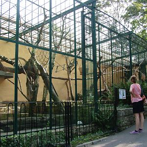 Coati Exhibit at Halle, 04/09/11