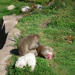 japanese macaques milwaukee zoo halloween 2011