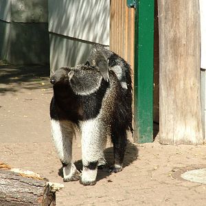 Giant Anteater Mother and Young at Halle, 04/09/11