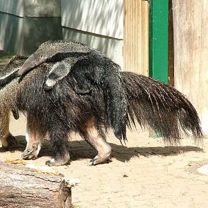 Giant Anteater Mother and Young at Halle, 04/09/11