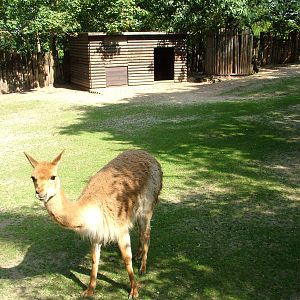 Vicuna Exhibit at Halle, 04/09/11