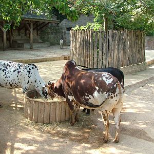 Zebu and Pig Exhibit at Halle, 04/09/11