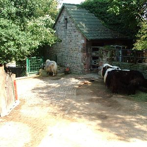 Yak Exhibit at Halle, 04/09/11