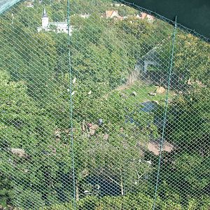 Anteater Exhibit at Halle, 04/09/11