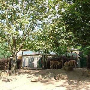 South American Exhibit at Halle, 04/09/11