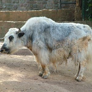 Domestic Yak at Halle, 04/09/11