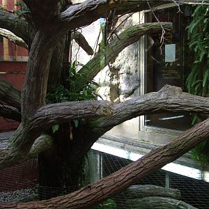 Tamarin Indoor Exhibit at Halle, 04/09/11