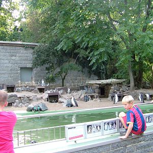 Penguin Exhibit at Halle, 04/09/11