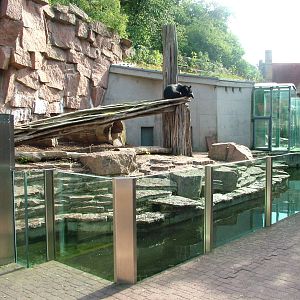 Asian Black Bear Exhibit at Halle, 04/09/11
