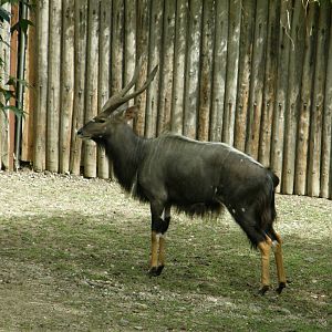 nyala