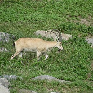 nubian ibex