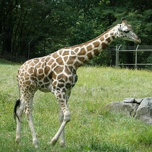giraffe