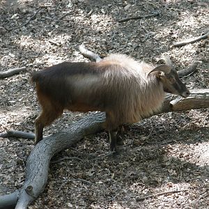 himalayan tahr