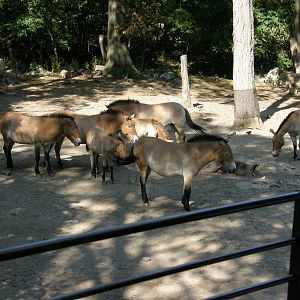 przewalski horses