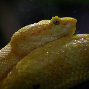 Eyelash viper