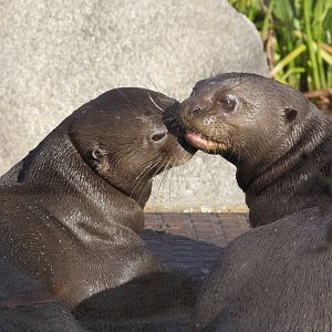 Giant otter pair