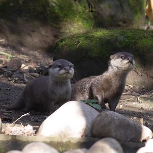 Asian small-clawed otter pups
