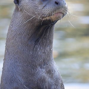 Giant otter