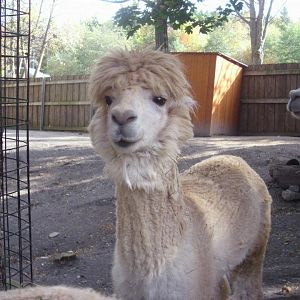Alpacas in Children's Zoo