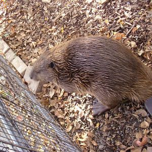 Beaver in Children's Zoo