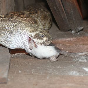 Diamondback rattlesnake devouring lunch