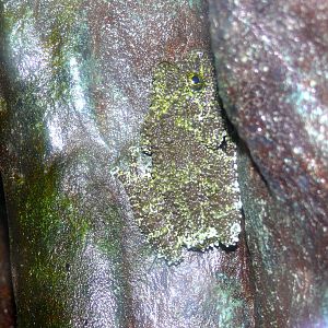 Mossy frog