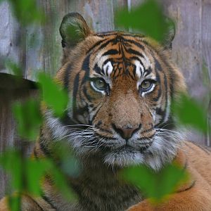 Sumatran tiger