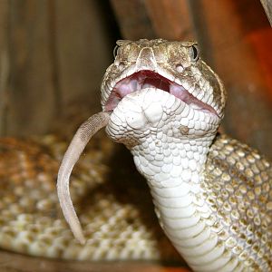 Lunching rattlesnake, part II