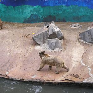 Syrian brown bear Exhibit( Armenia )  Yerevan zoo